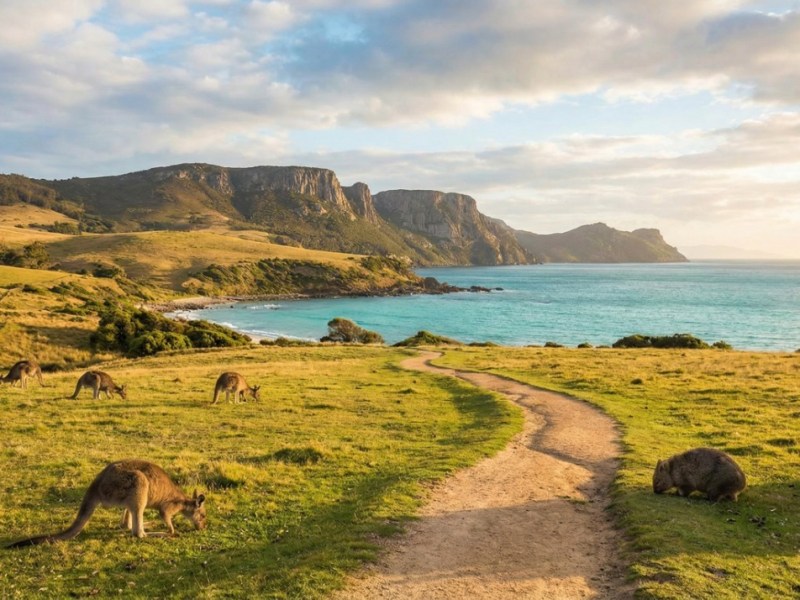 הרגע שבו דמעתי מול קנגורו: מסע לאי מריה, פנינת הטבע של טסמניה 🦘&nbsp;🇦🇺